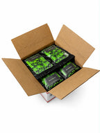 Open cardboard box containing our Radiant Grove Green Shine Spine branch spreaders on a white background.